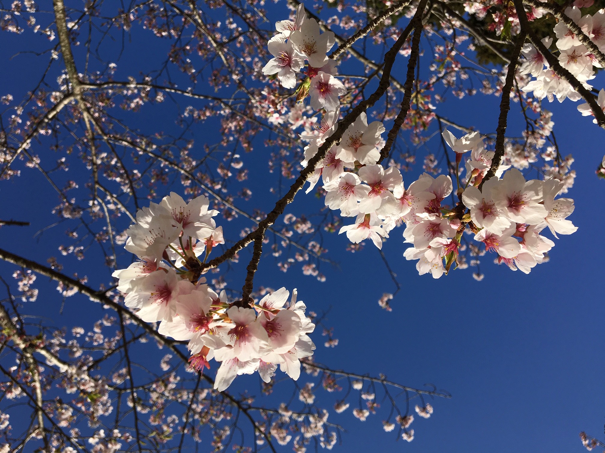 4月下旬の桜に癒されました