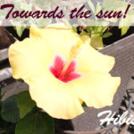 大きな花が咲きました。ハイビスカス育ててます