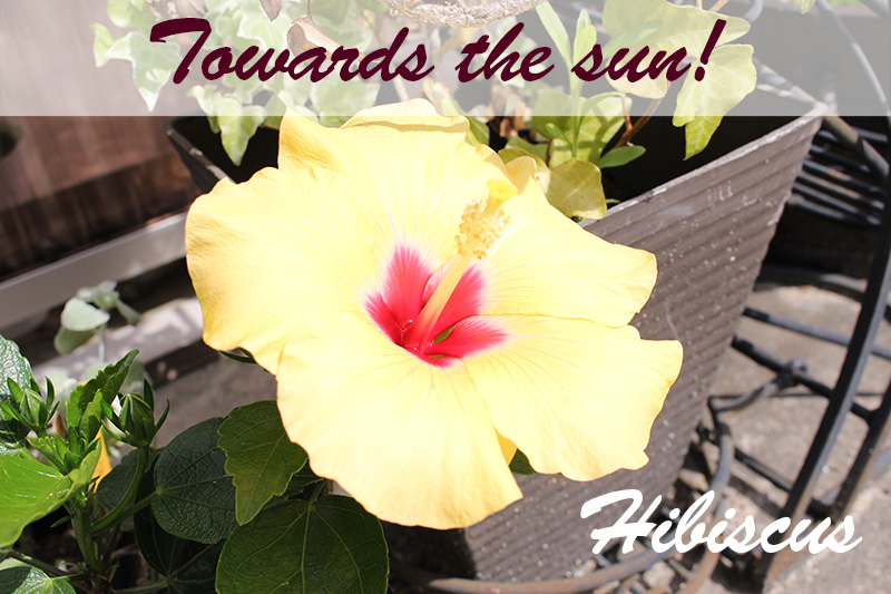 大きな花が咲きました。ハイビスカス育ててます