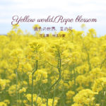 黄色いじゅうたん、菜の花畑
