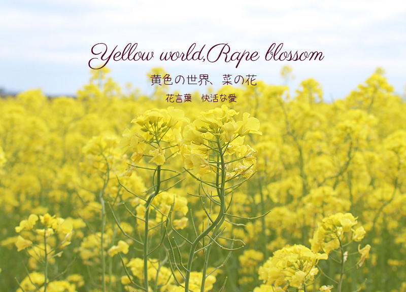 黄色いじゅうたん、菜の花畑