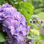 初夏の花、アジサイが満開。ドライブーケもおすすめ