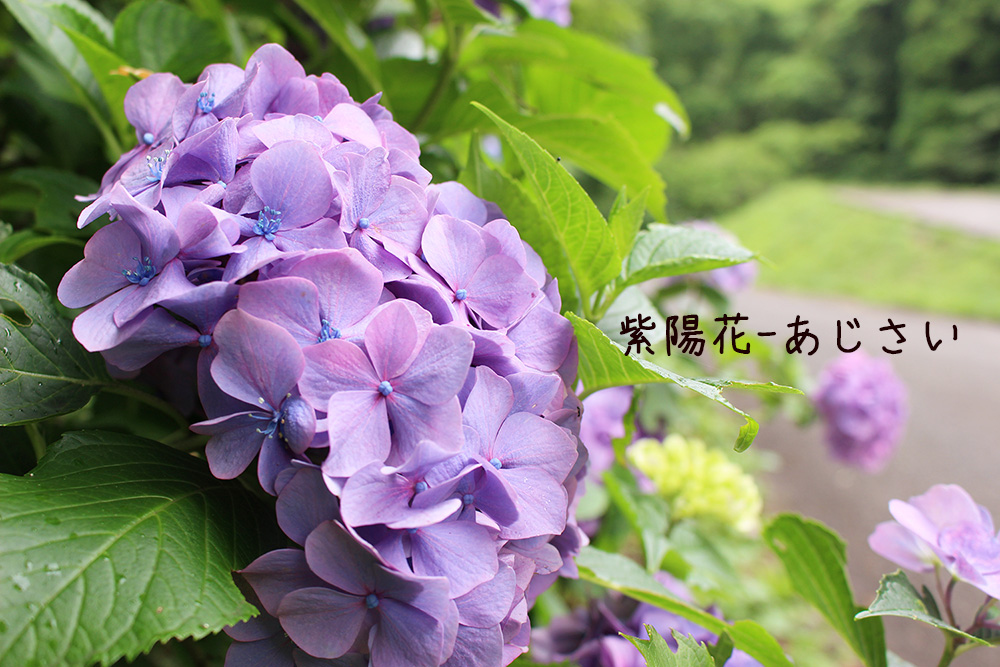 初夏の花、アジサイが満開。ドライブーケもおすすめ