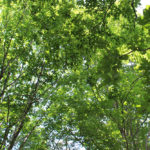 夏ならではの富山の雄大な自然を満喫しました