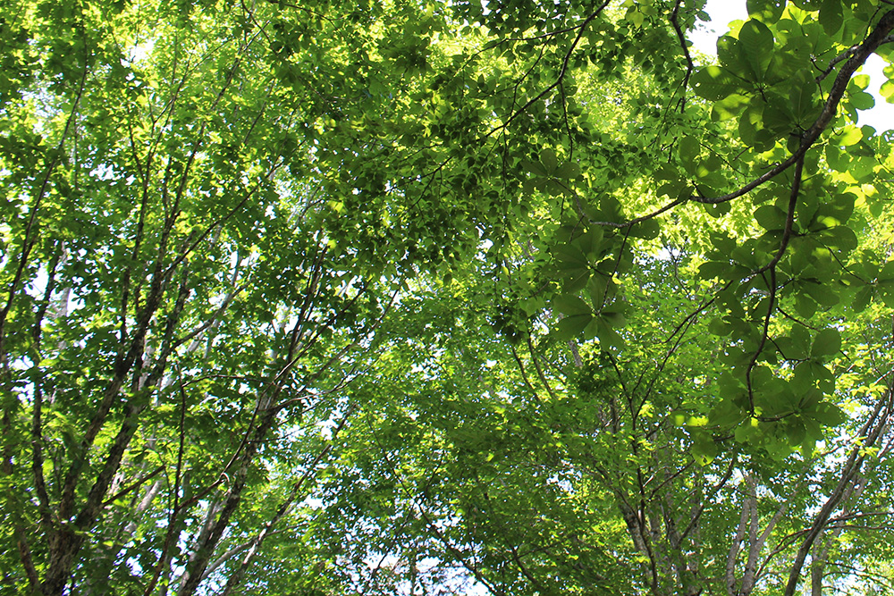 夏ならではの富山の雄大な自然を満喫しました