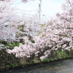 【日々のこと】桜を眺めて穏やかなひと時。