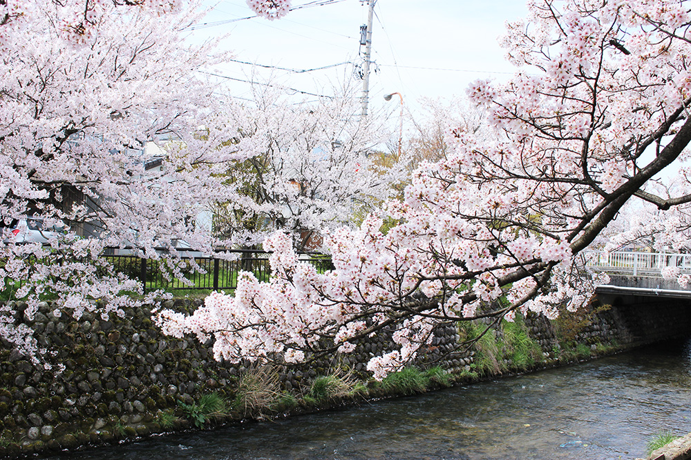 【日々のこと】桜を眺めて穏やかなひと時。