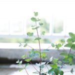 【ブライダルのこと】自宅でも育てられるユーカリ。花言葉がとてもいい！