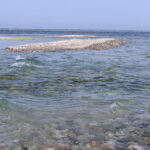 流木のセカンドキャリア